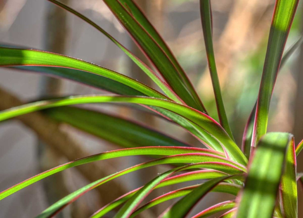 Leaves of a plant close up 