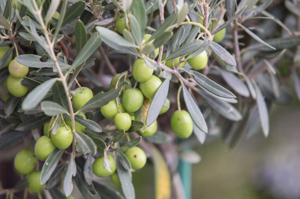 an olive tree branch