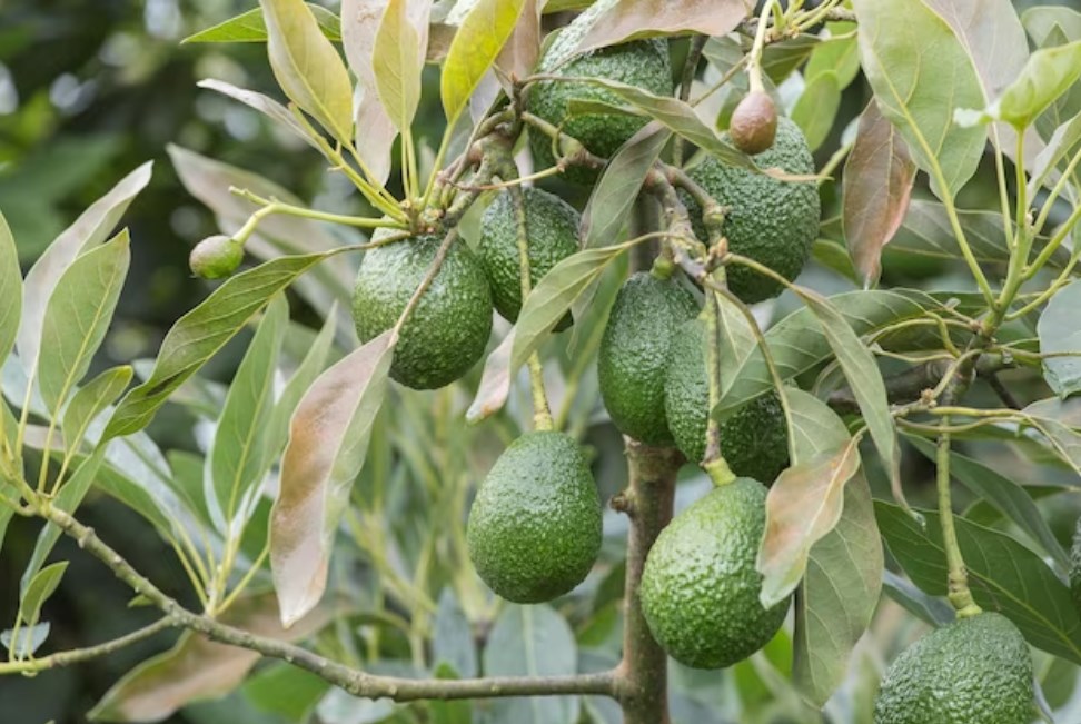 avocado fruits on the tree ready for harvesting