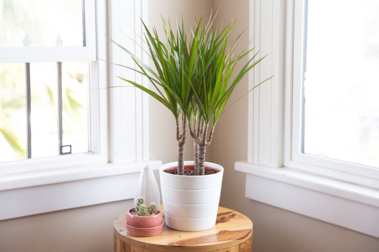 Potted plants in a room