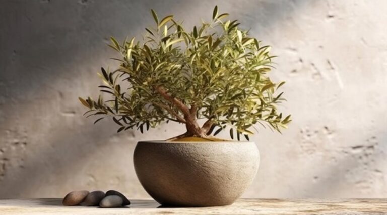 an olive tree in a pot made of stone