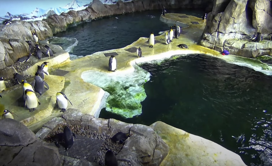 Penguin park